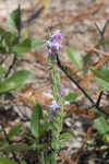 Chapman's blazing star